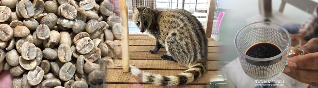 ชะมด civet